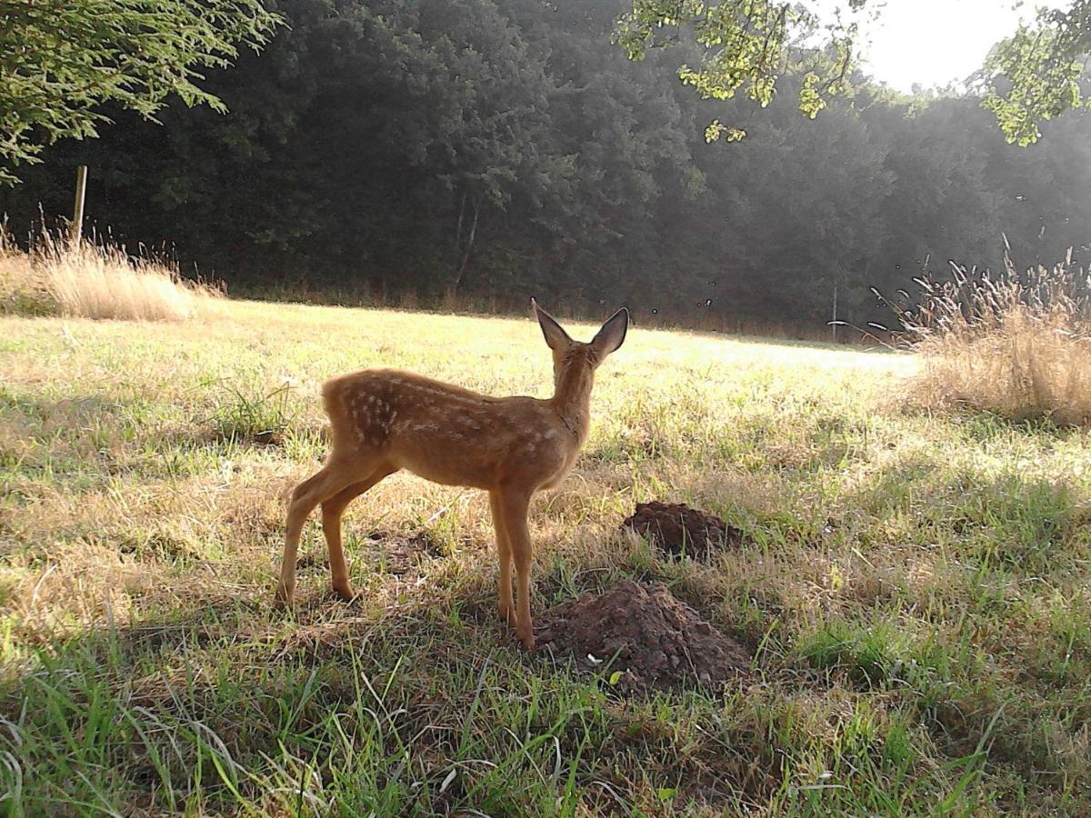Le Rucher Bois-Normand-près-Lyre Eksteriør bilde